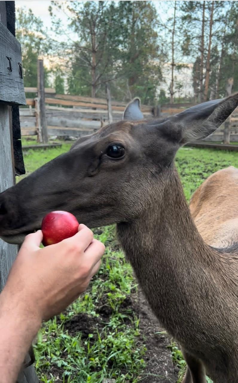 Кормление марала с руки